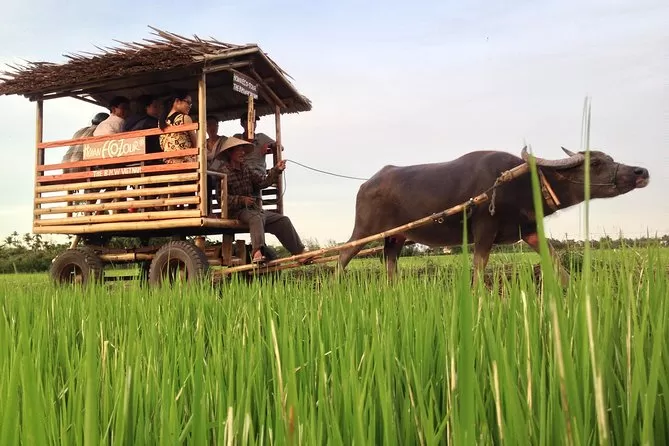 HOIAN BUFFALO CART AND FARMING HALF DAY
